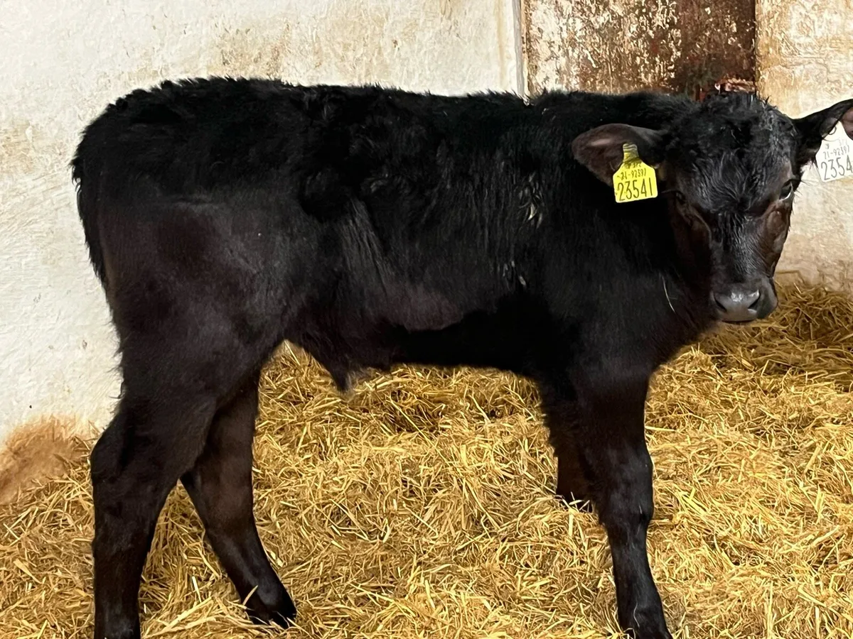 Smashing AA & HE Bull Calves - Image 3