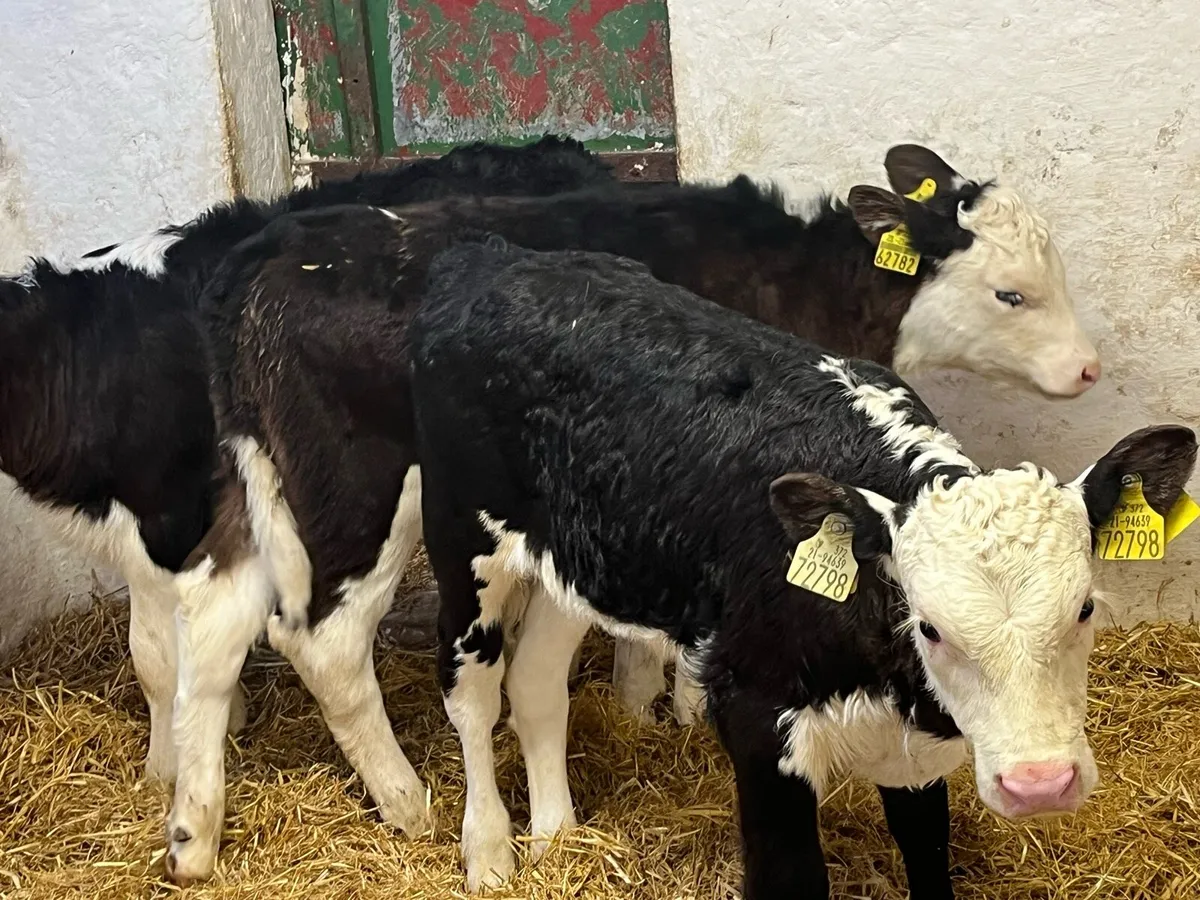 Serious 6/8 Week Old HEX Heifer Calves - Image 1