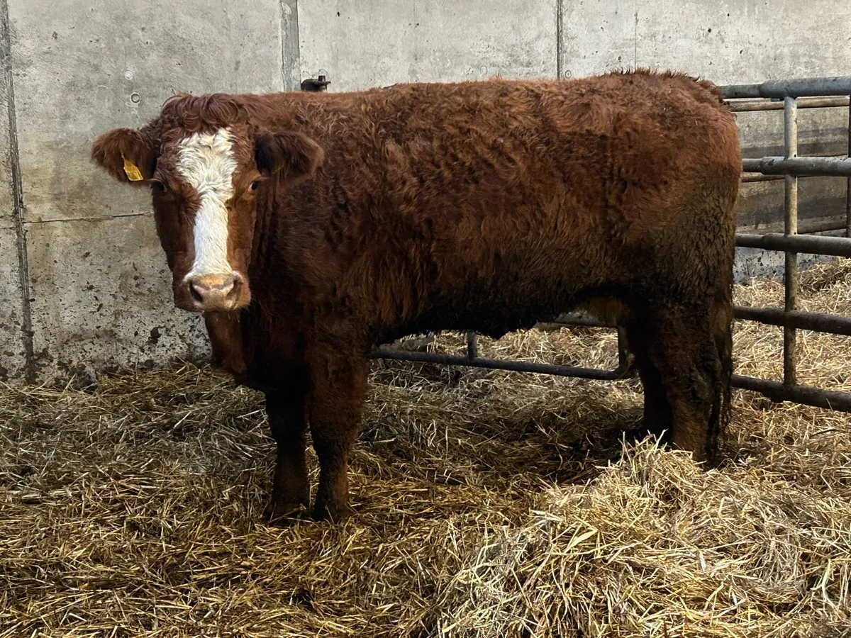 2 super incalf second calving  cows - Image 1
