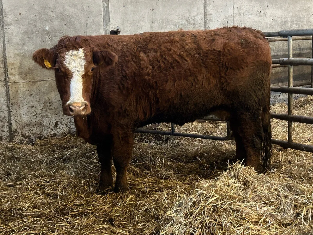 2 super incalf second calving  cows - Image 2