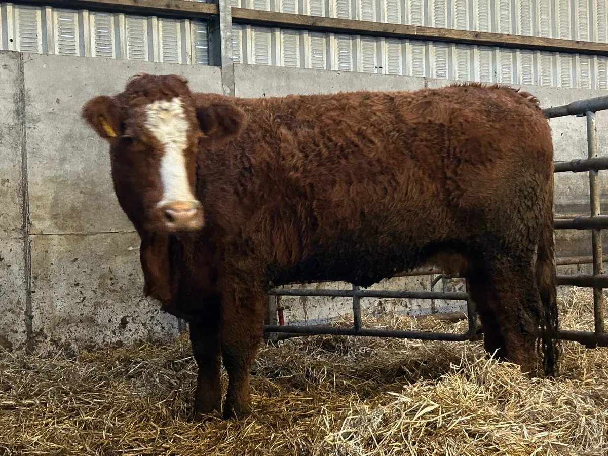 2 super incalf second calving  cows - Image 3