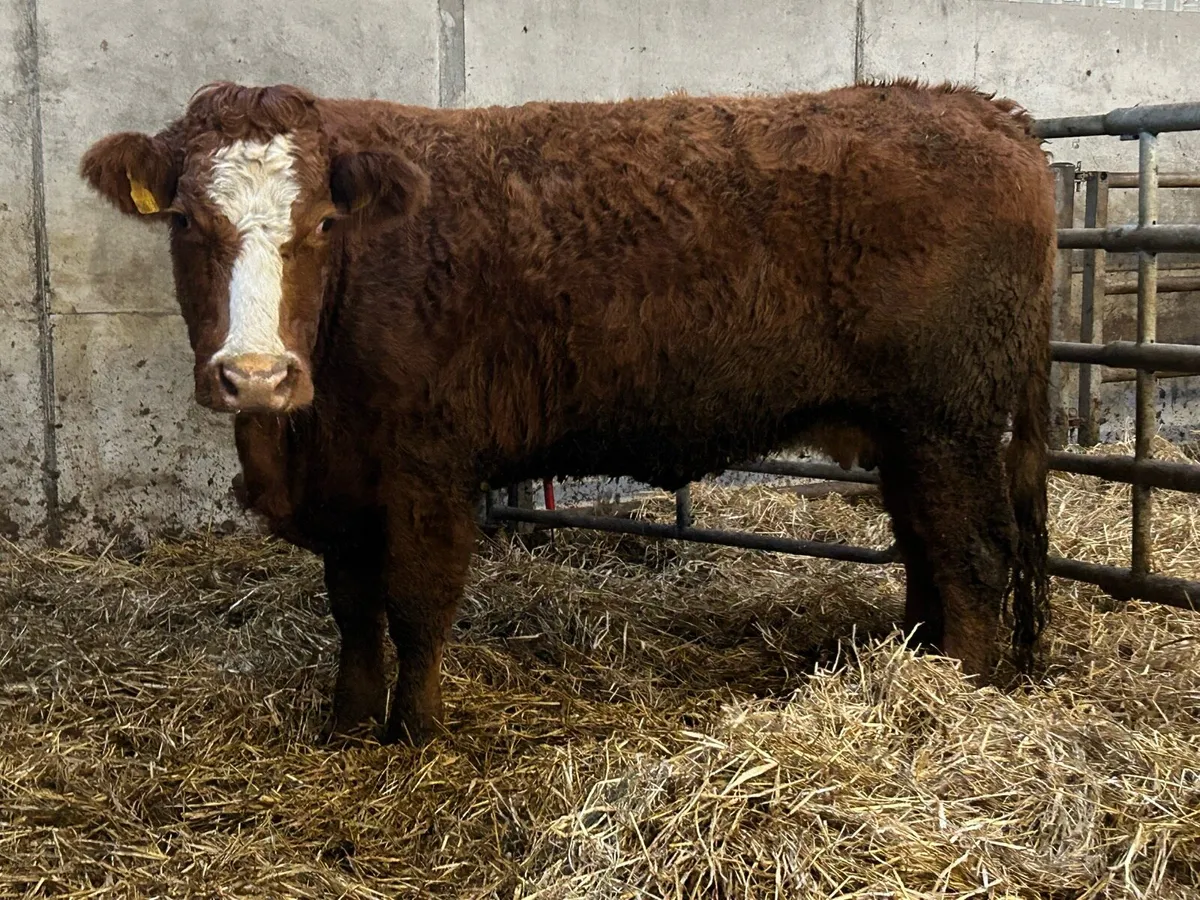 2 super incalf second calving  cows - Image 4