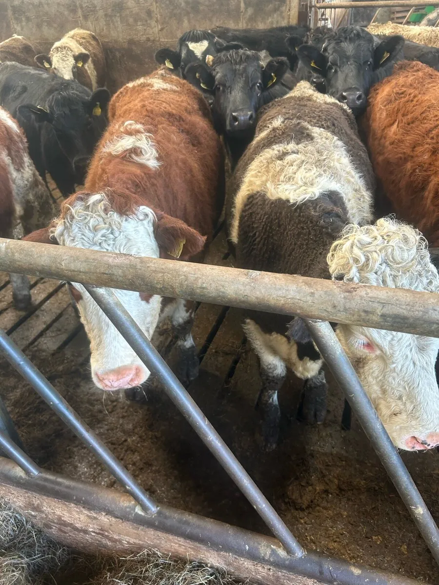 Simmental heifers for breeding - Image 1