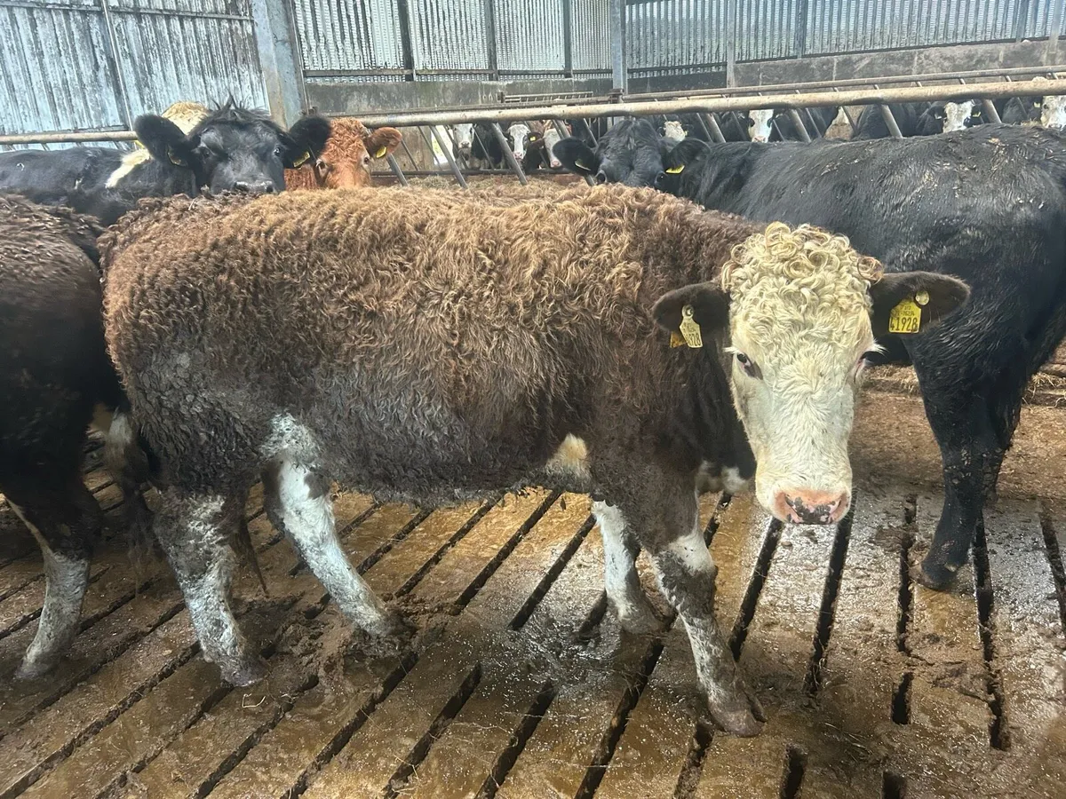 Simmental heifers for breeding - Image 2