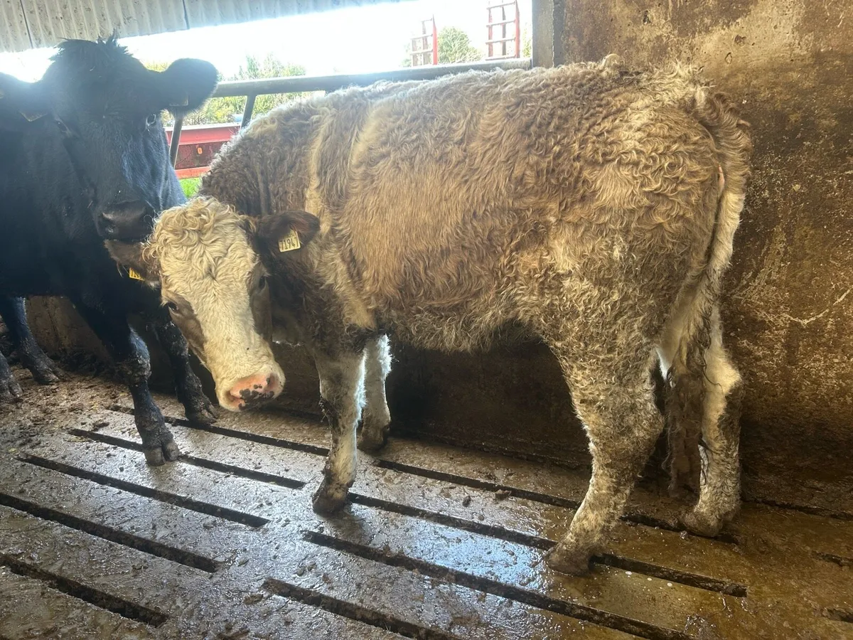 Simmental heifers for breeding - Image 3