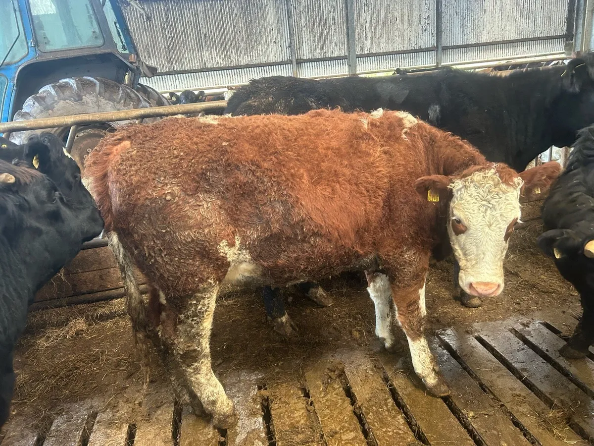 Simmental heifers for breeding - Image 4