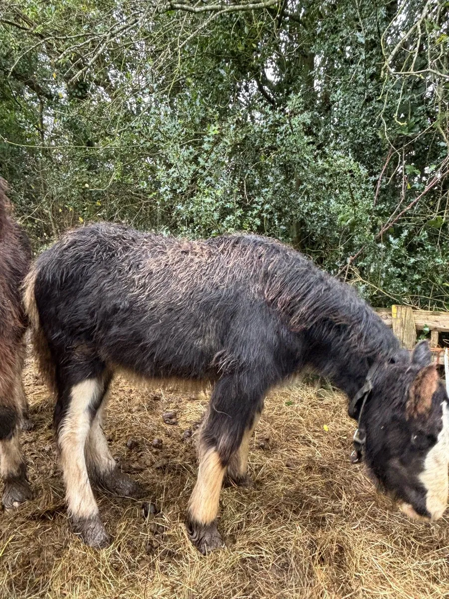 2 heavy fillys - Image 1