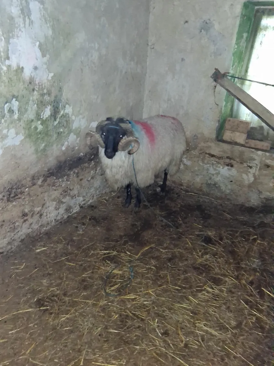 Blackface mountain ram - Image 3