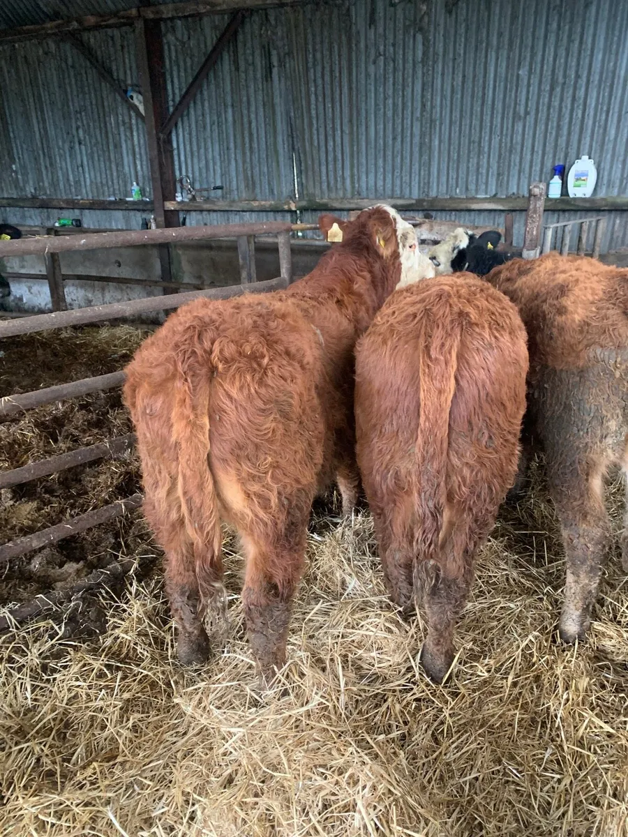 5 Lovely Quality LMX  bullocks for sale - Image 2