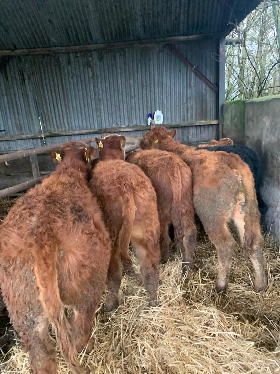 5 Lovely Quality LMX  bullocks for sale - Image 1