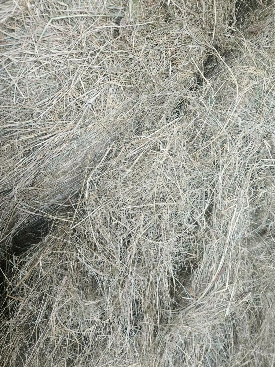 hay - Image 2
