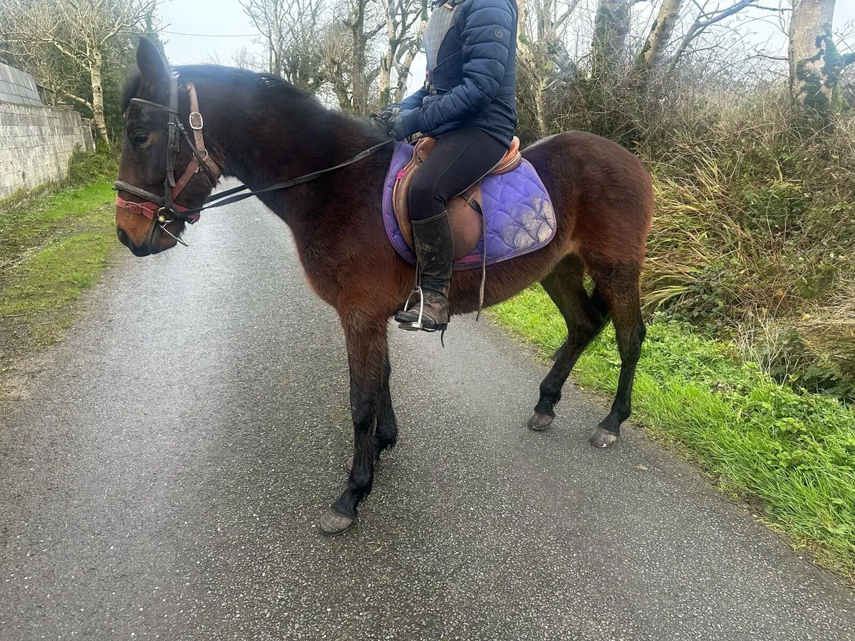 Beautiful Gelding - Image 1