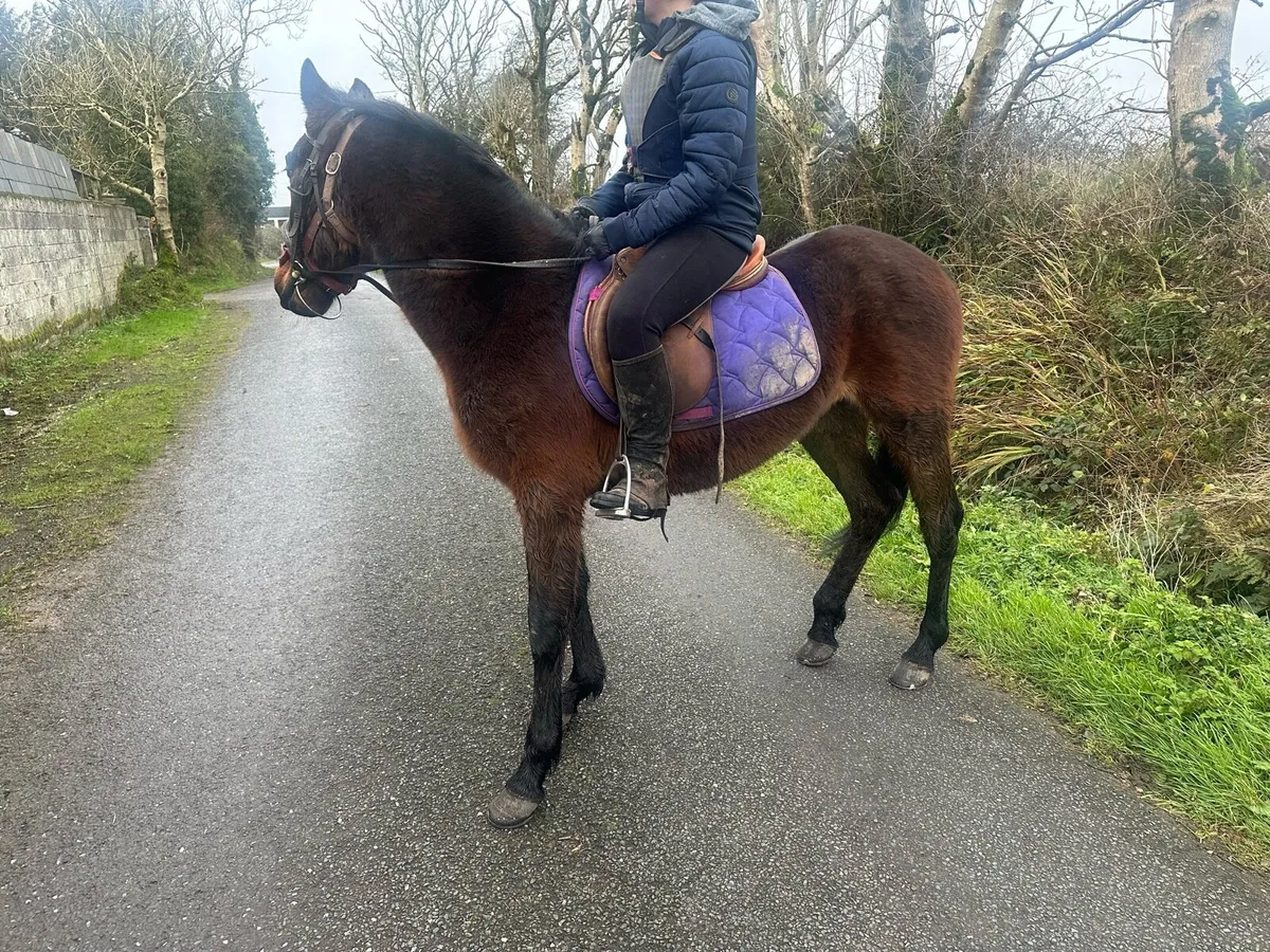 Beautiful Gelding - Image 2