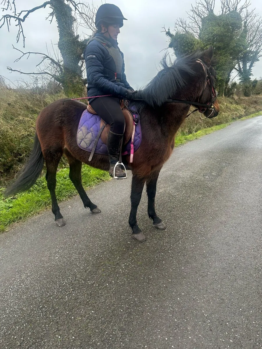 Beautiful Gelding - Image 3