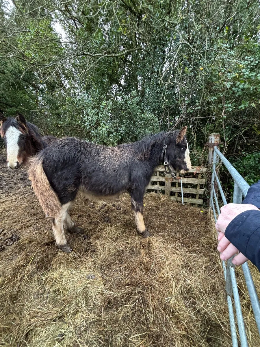 2 heavy fillys - Image 2