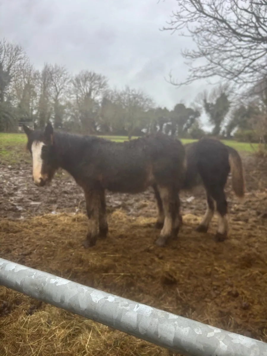 2 heavy fillys - Image 4