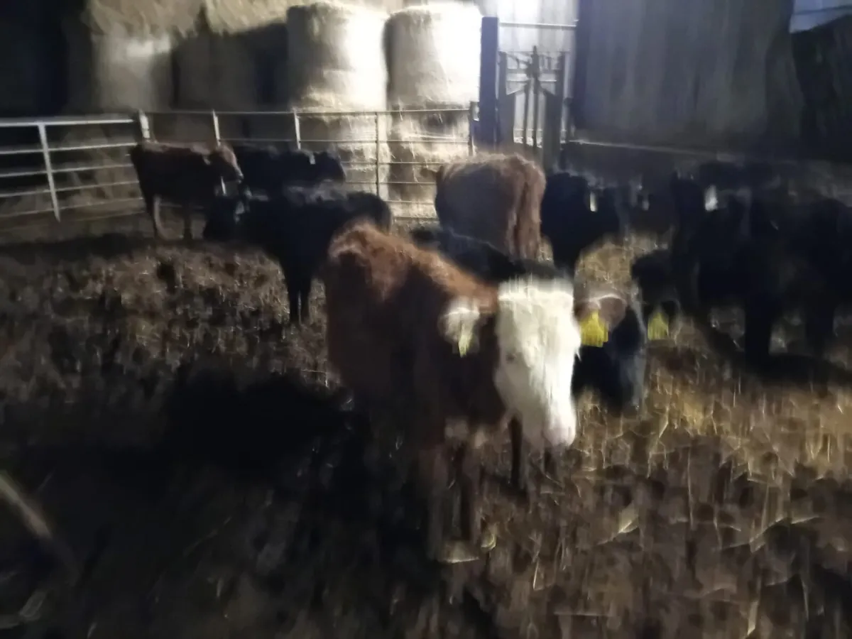 Bucket reared weanlings - Image 2