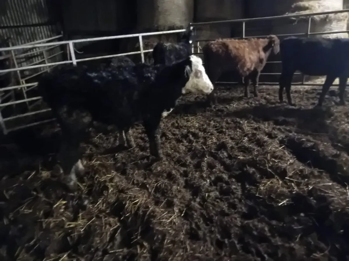 Bucket reared weanlings - Image 1