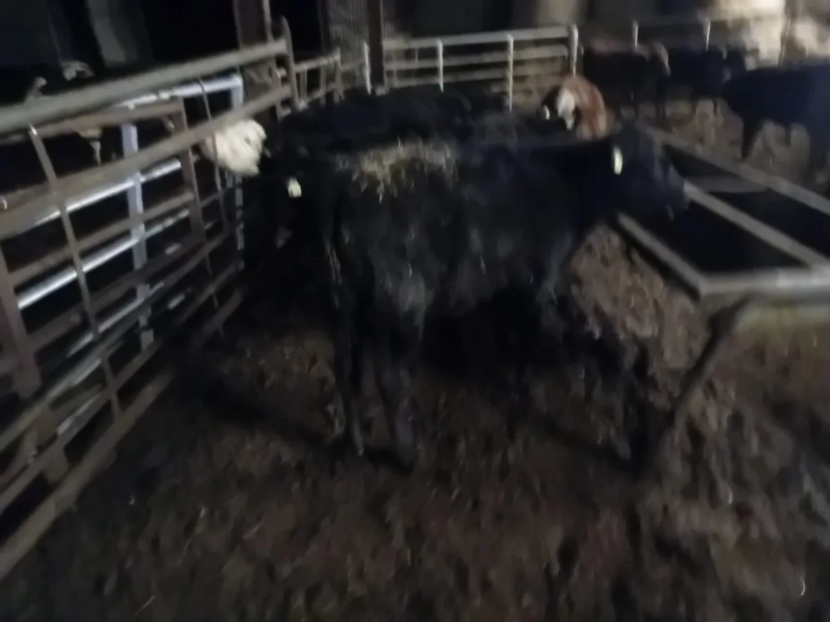 Bucket reared weanlings - Image 3