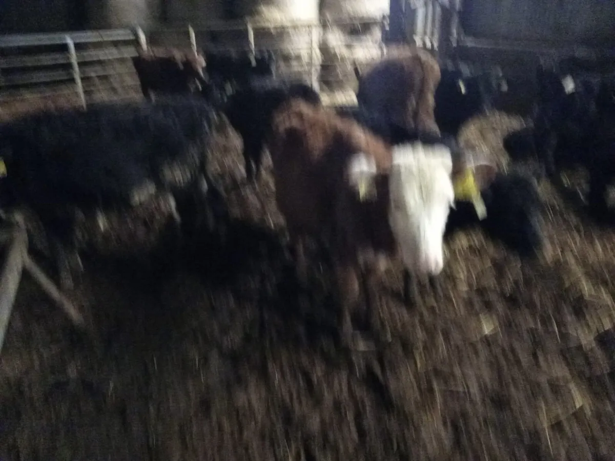 Bucket reared weanlings - Image 4