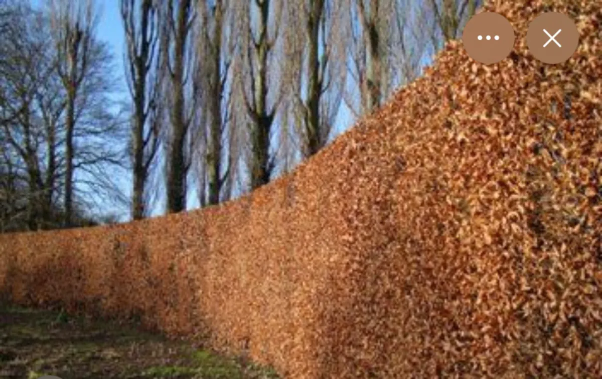 Bareroot Hedging - Image 4
