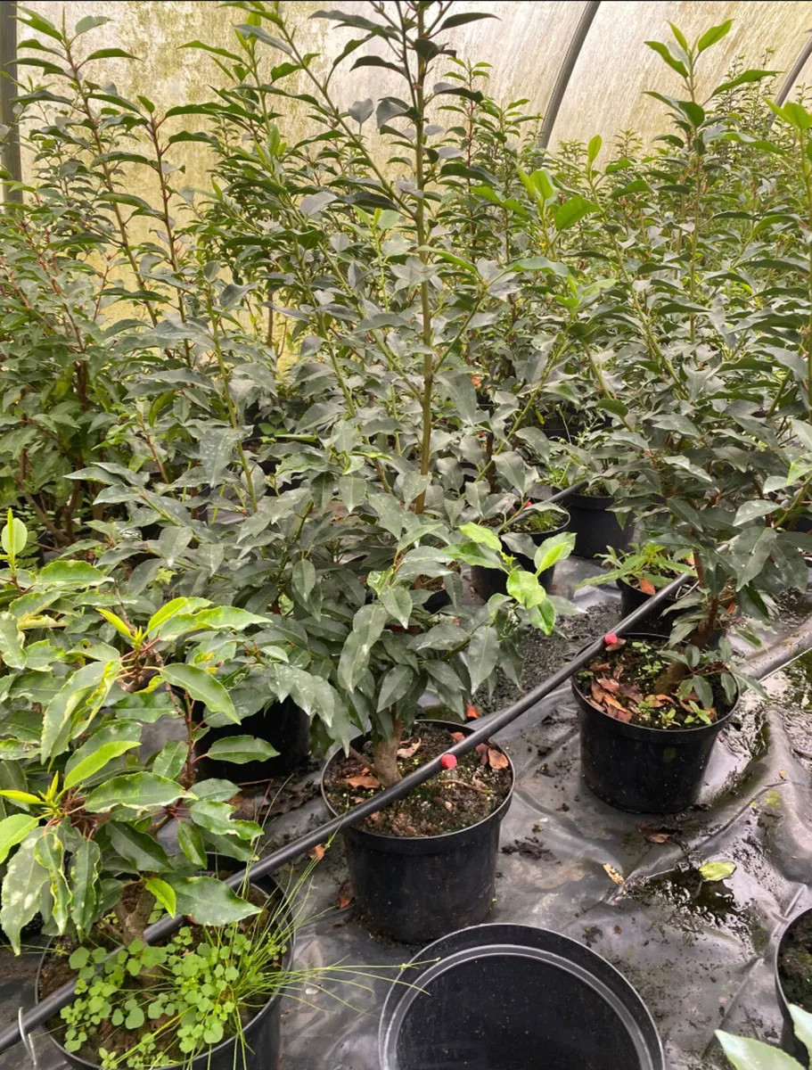 Portuguese Laurel 2ft plants - Image 1