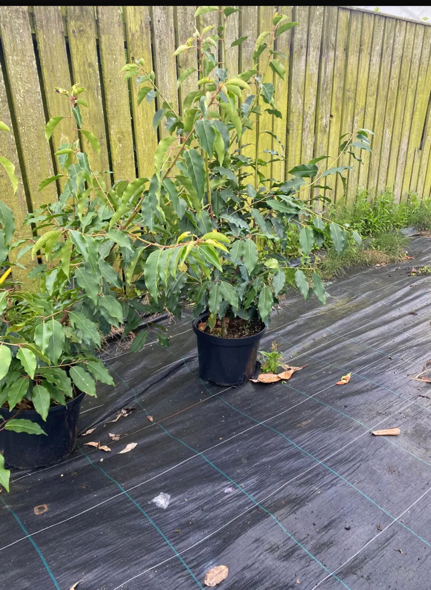 Portuguese Laurel 2ft plants - Image 2