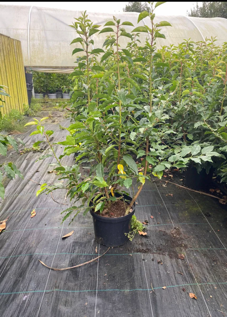 Portuguese Laurel 2ft plants - Image 3