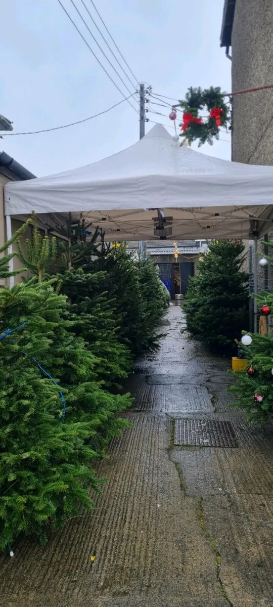 Real Christmas trees - Image 1