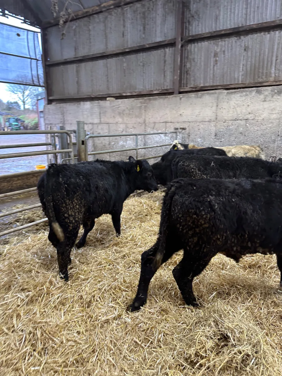 Angus and blue bulls - Image 3