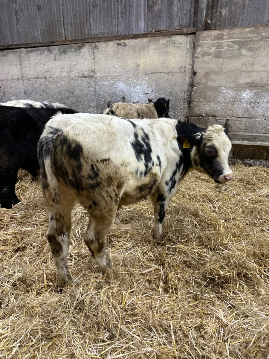 Angus and blue bulls - Image 2