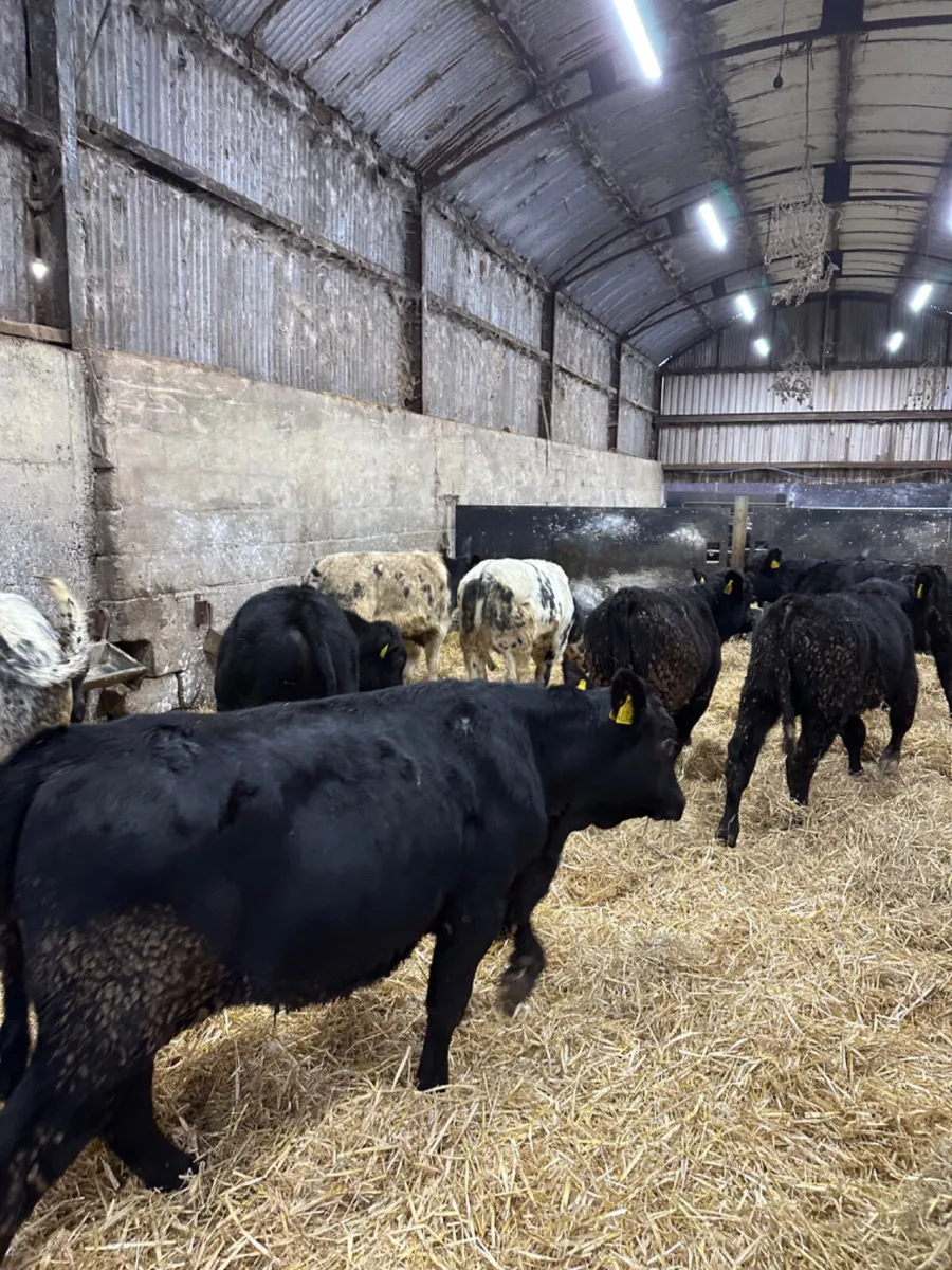 Angus and blue bulls - Image 4