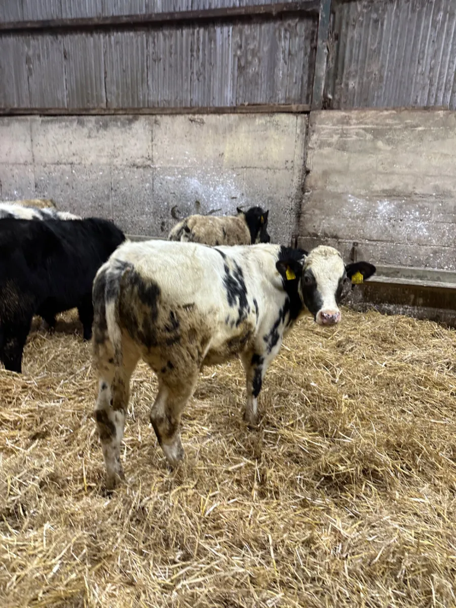 Angus and blue bulls - Image 1
