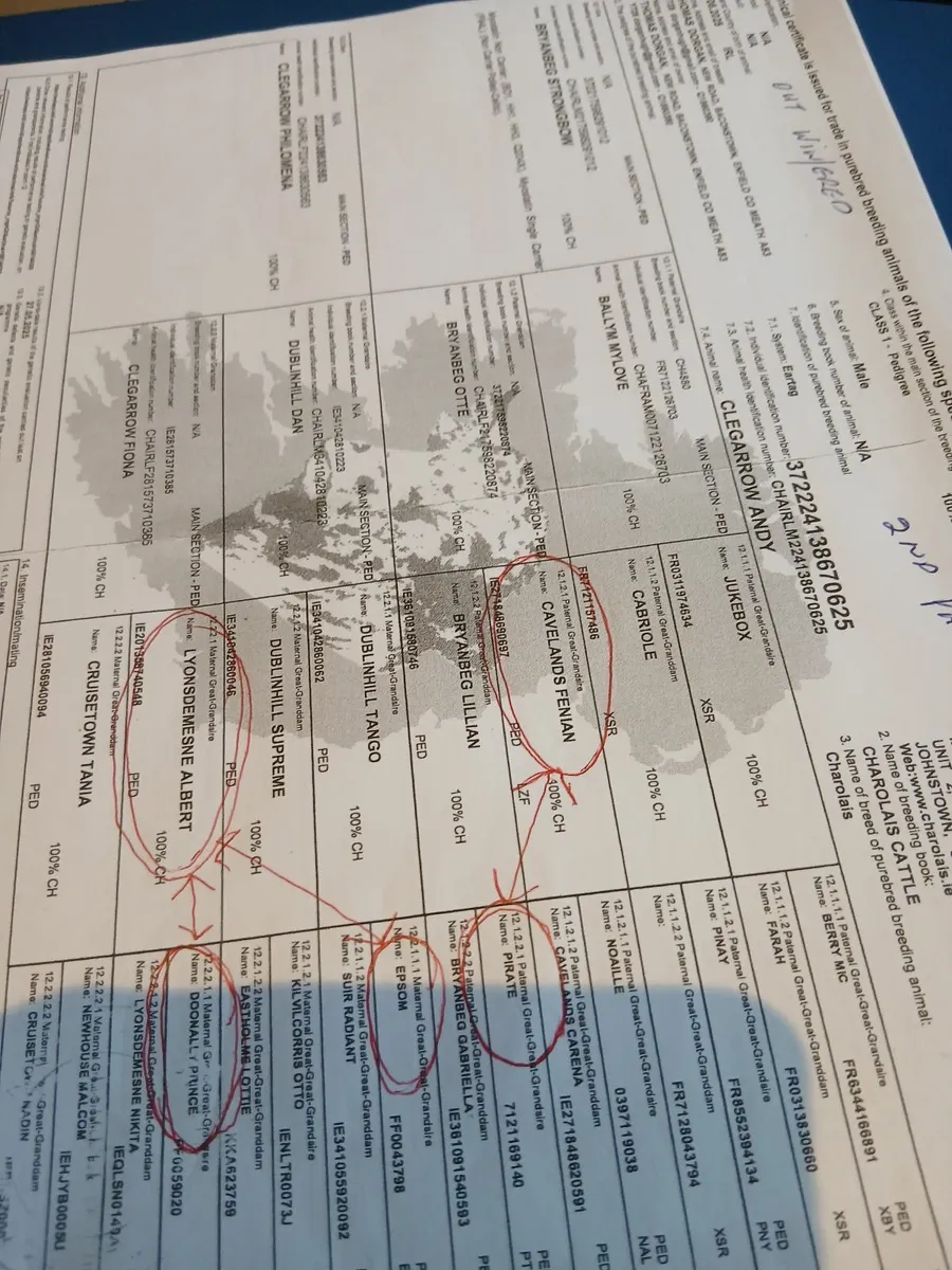 Char bulls - Image 1