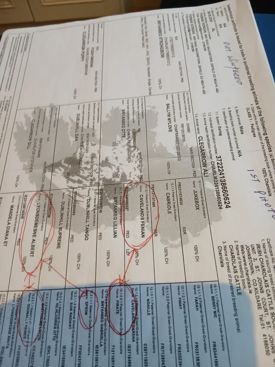 Char bulls - Image 2