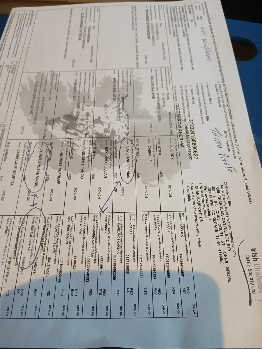 Char bulls - Image 3