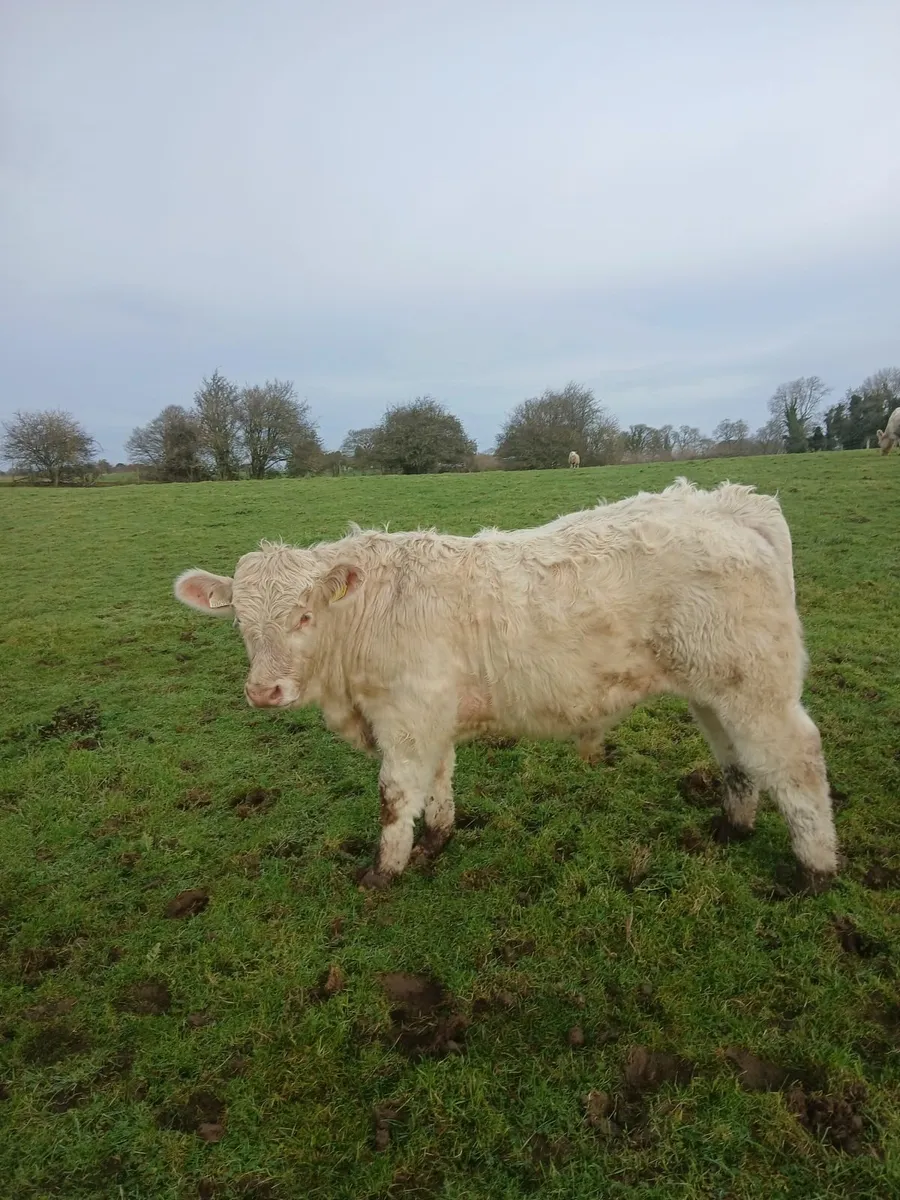 Char bulls - Image 4