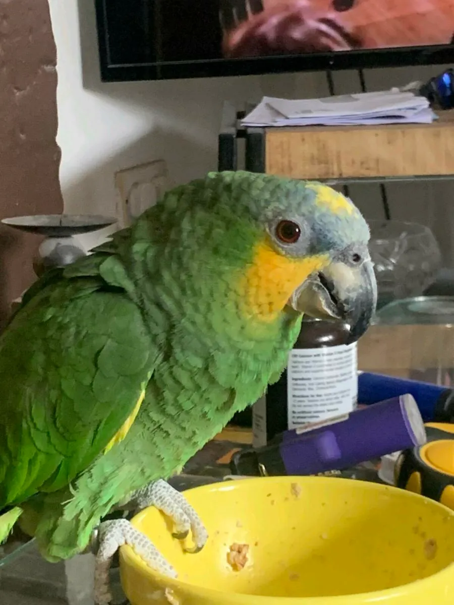 Orange winged amazon - Image 1