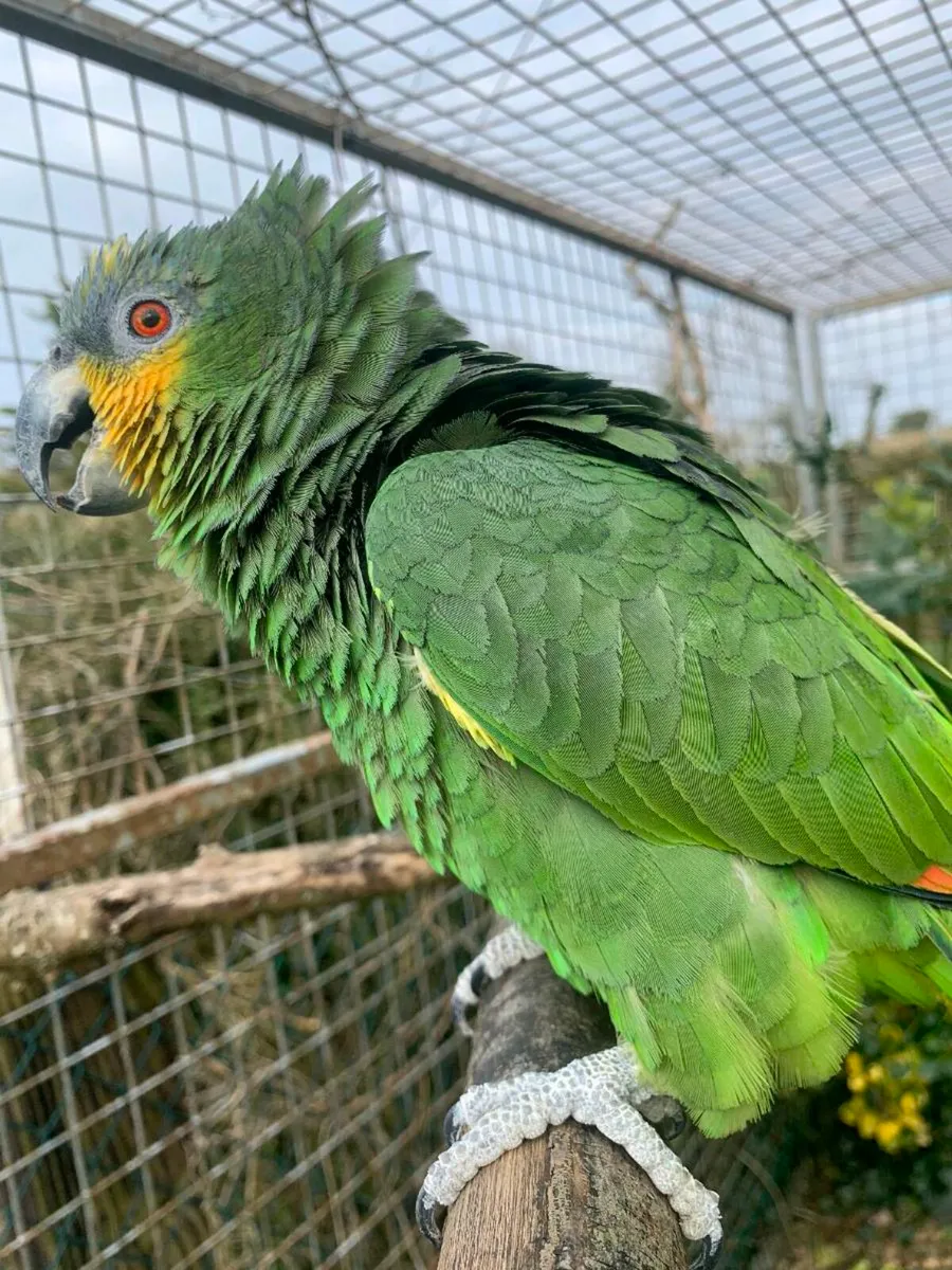 Orange winged amazon - Image 2