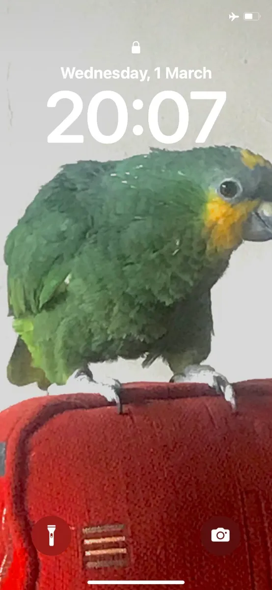 Orange winged amazon - Image 3