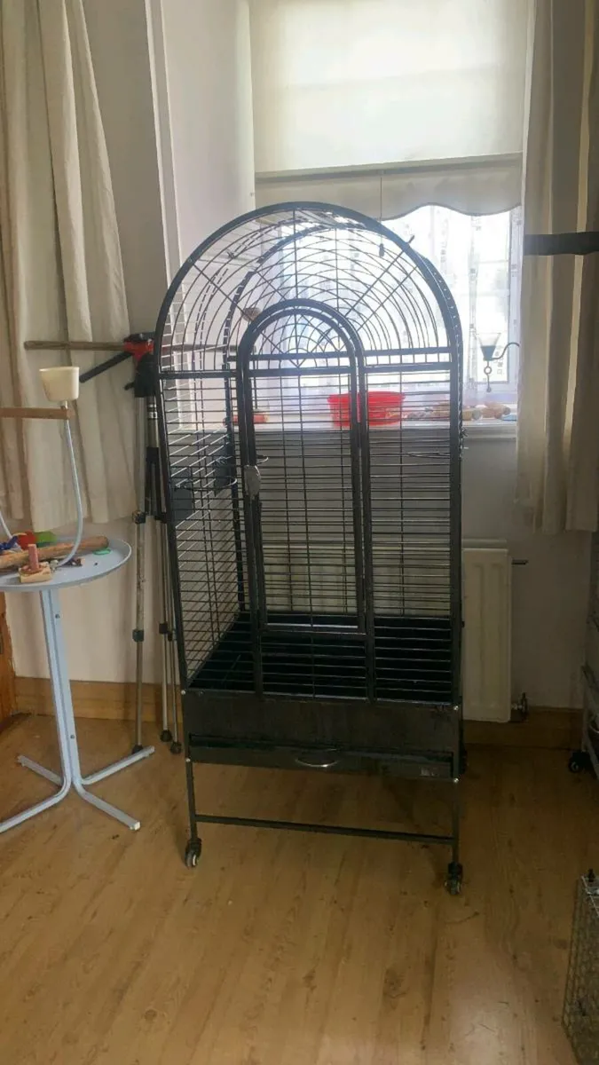 Orange winged amazon - Image 4