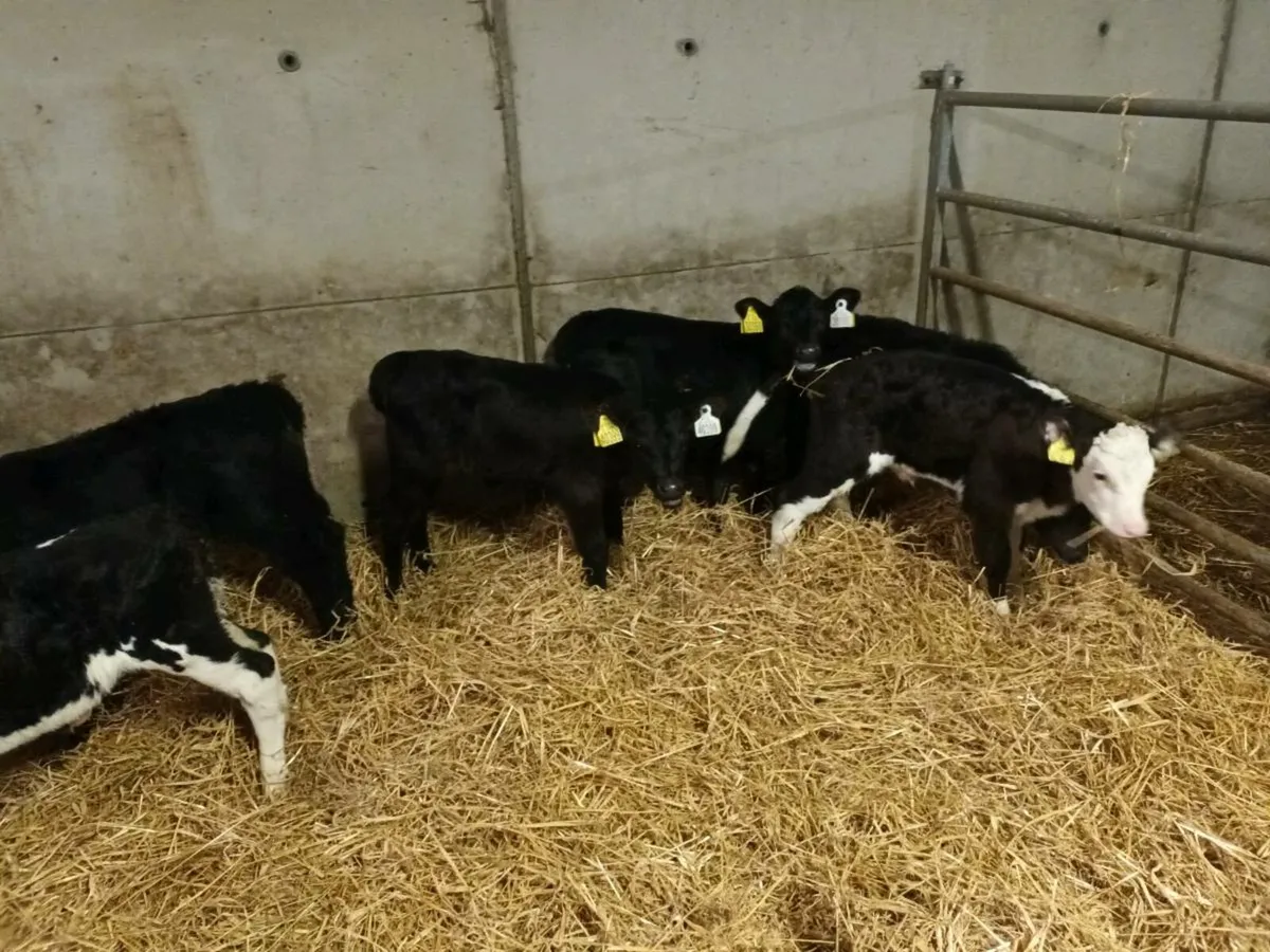 7 HEIFER CALVES FOR SALE - Image 2