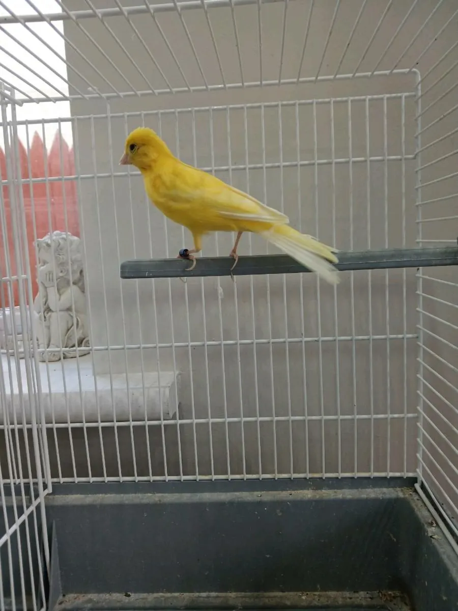 Bird and cage separately - Image 1