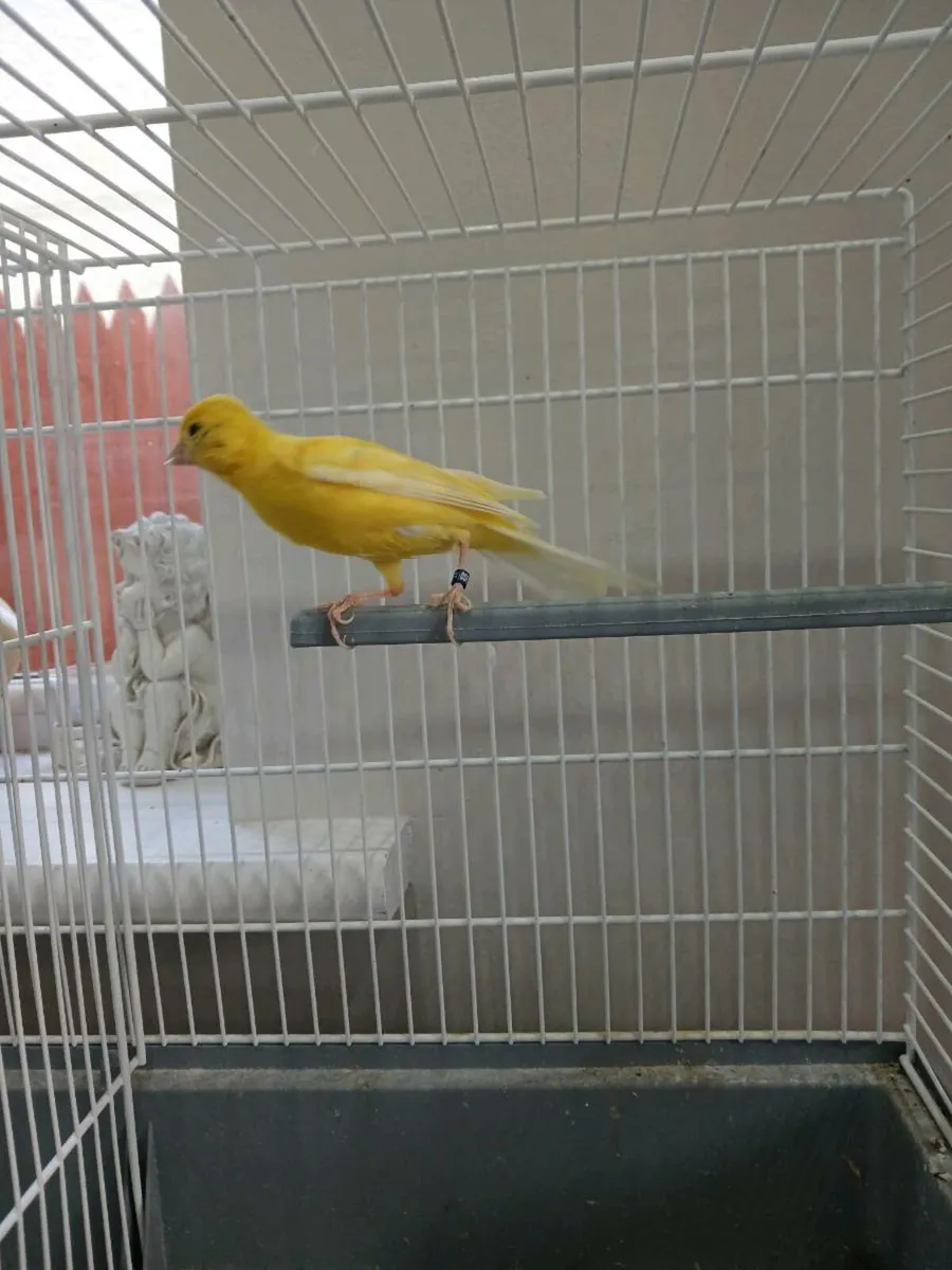 Bird and cage separately - Image 2