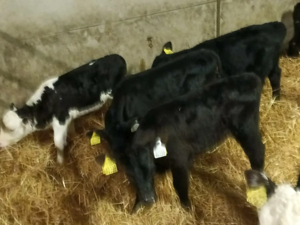 7 HEIFER CALVES FOR SALE - Image 3