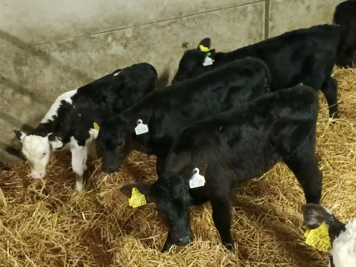 7 HEIFER CALVES FOR SALE - Image 1