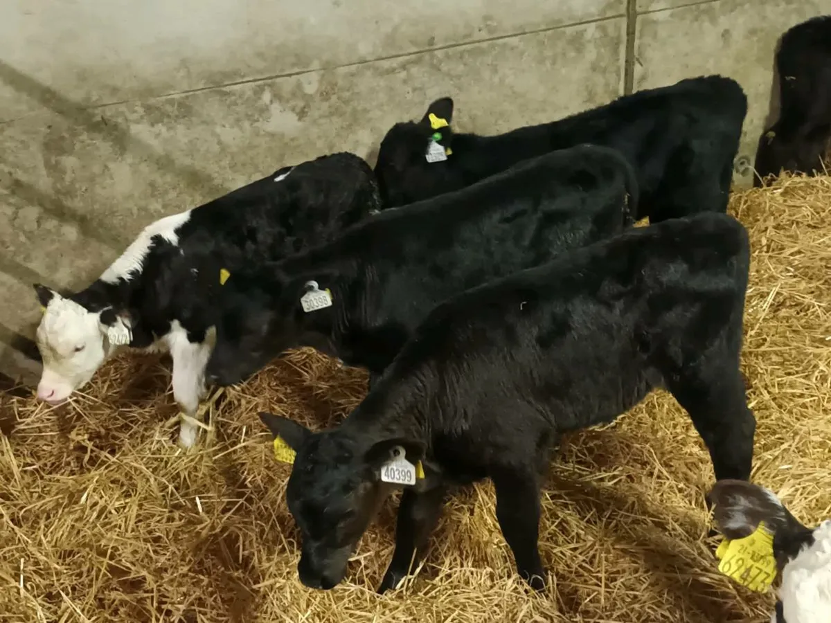7 HEIFER CALVES FOR SALE - Image 4