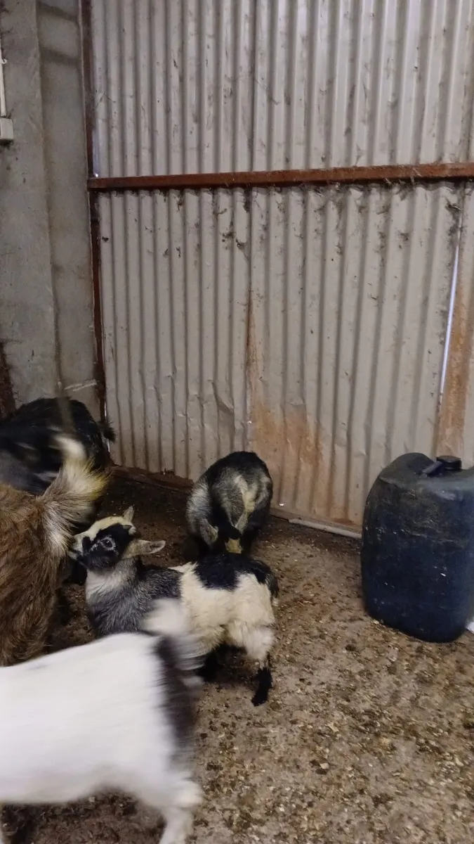 Pygmy goat kids - Image 2