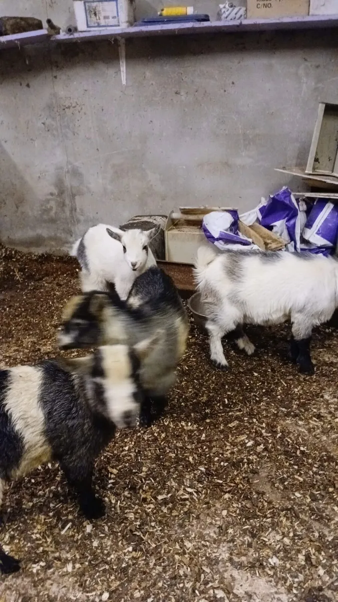 Pygmy goat kids - Image 3