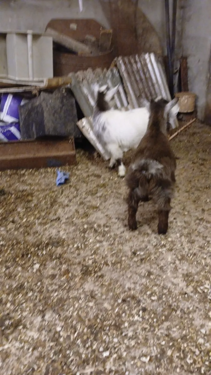 Pygmy goat kids - Image 4
